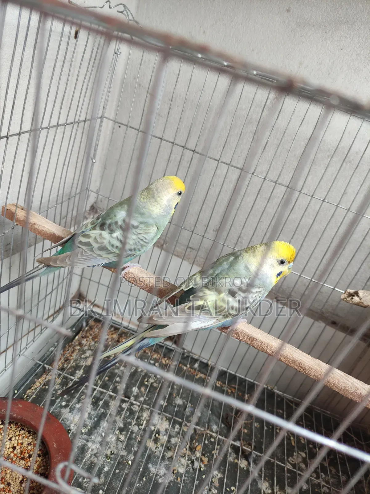 Rainbow Budgie Running
