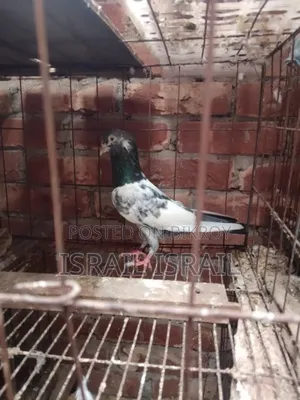 টেডি রানিং মদ্দা কবুতর
