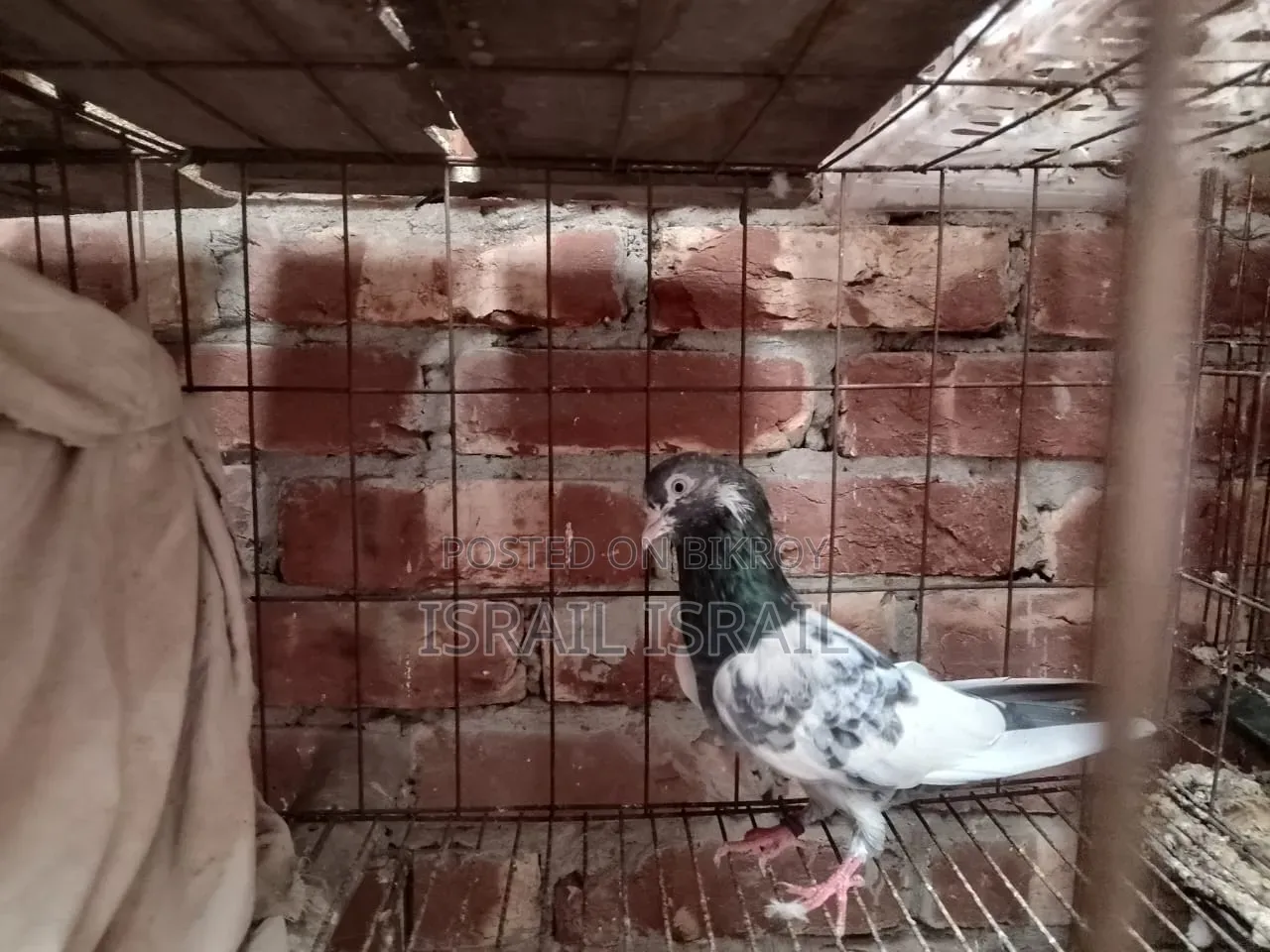 টেডি রানিং মদ্দা কবুতর