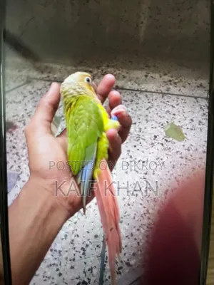 Pineapple Conure Female