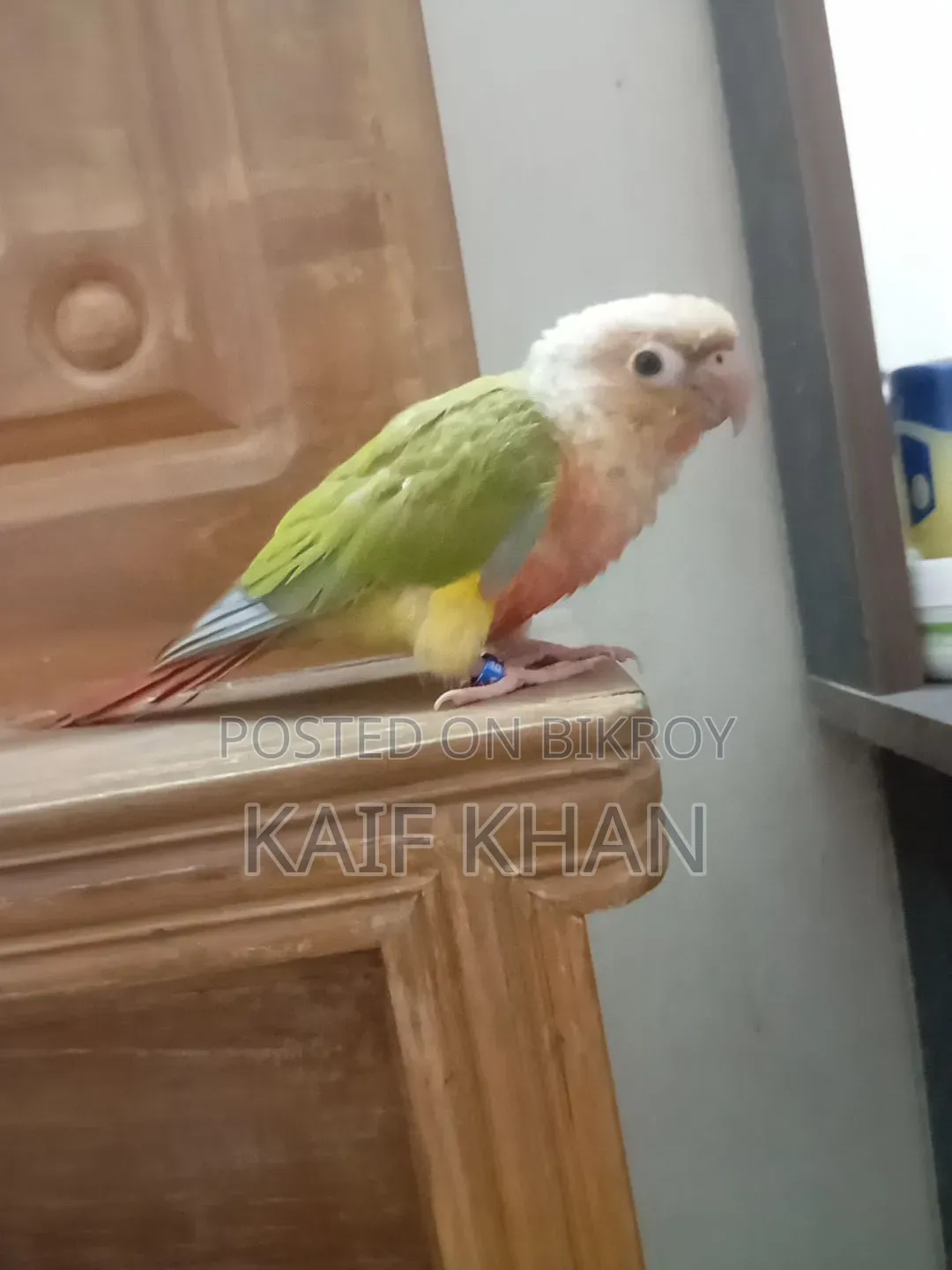 Pineapple Conure Female