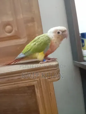 Pineapple Conure Female