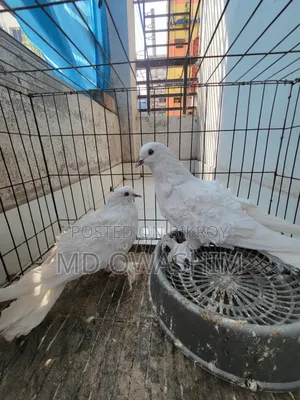 ফেন্সি কবুতর