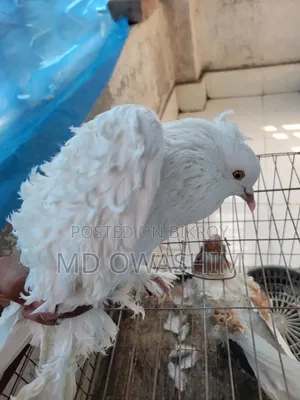 ফেন্সি কবুতর