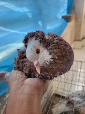 ফেন্সি কবুতর