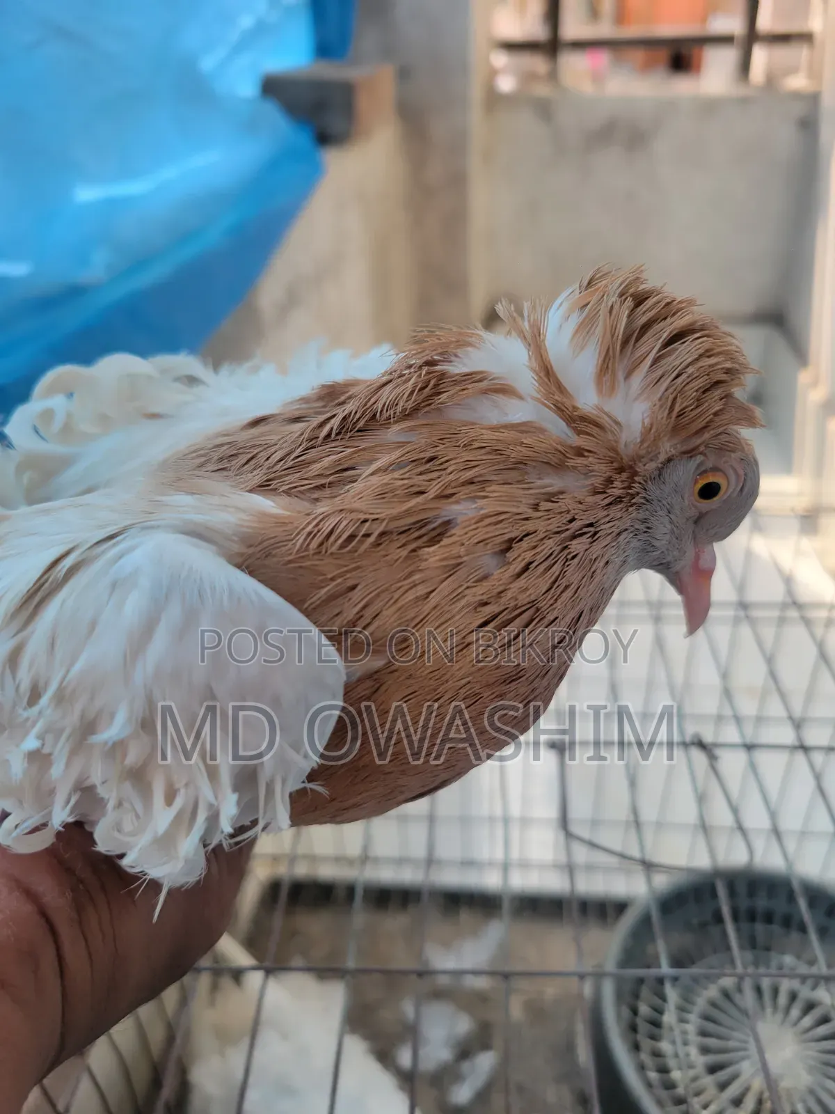 ফেন্সি কবুতর