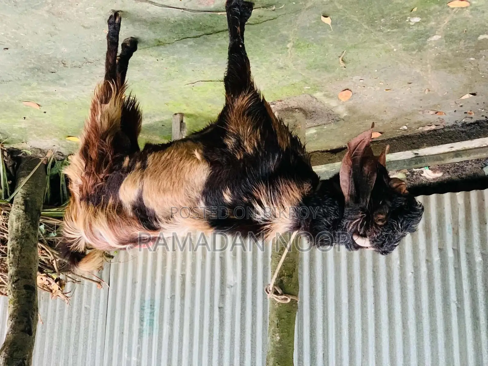 A large-sized goat for sale