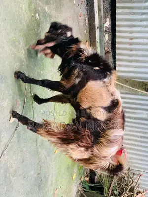 A large-sized goat for sale