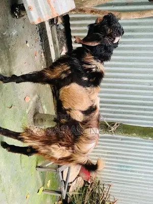A large-sized goat for sale