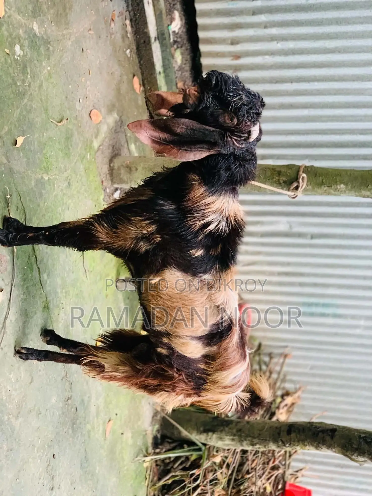 A large-sized goat for sale