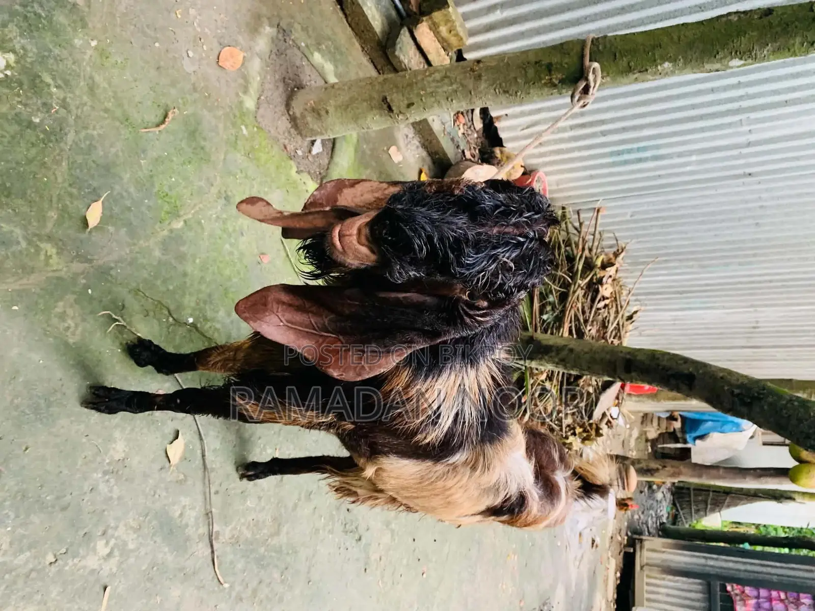 A large-sized goat for sale
