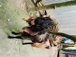 A large-sized goat for sale
