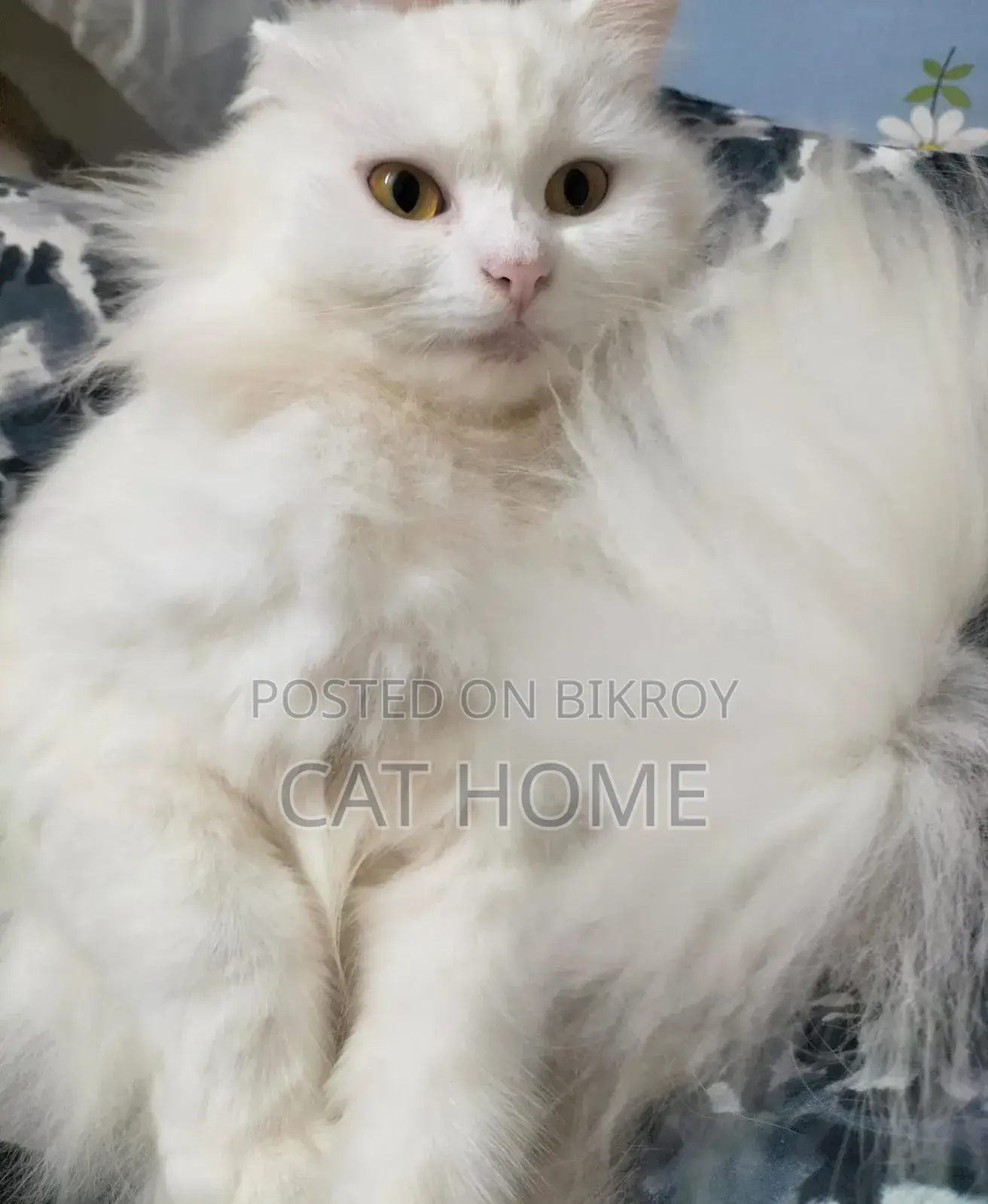 6-12 Months Female Mixed Breed Persian