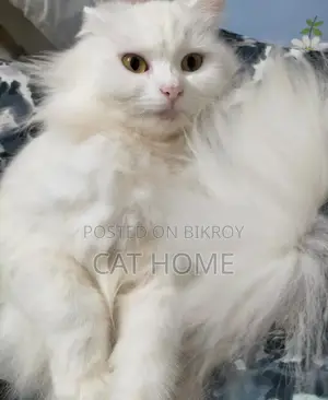 6-12 Months Female Mixed Breed Persian