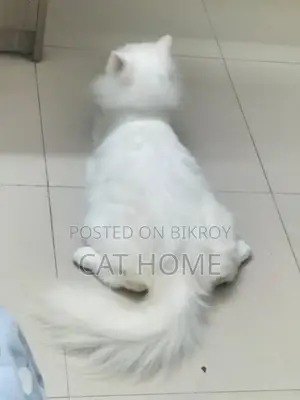 6-12 Months Female Mixed Breed Persian