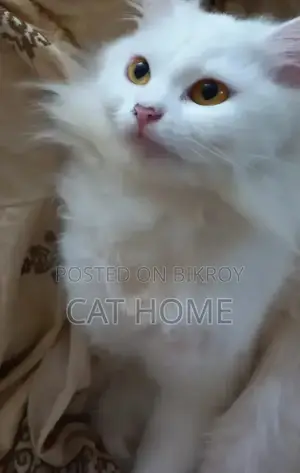 6-12 Months Female Mixed Breed Persian