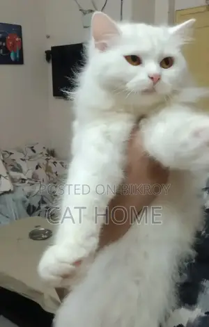 6-12 Months Female Mixed Breed Persian
