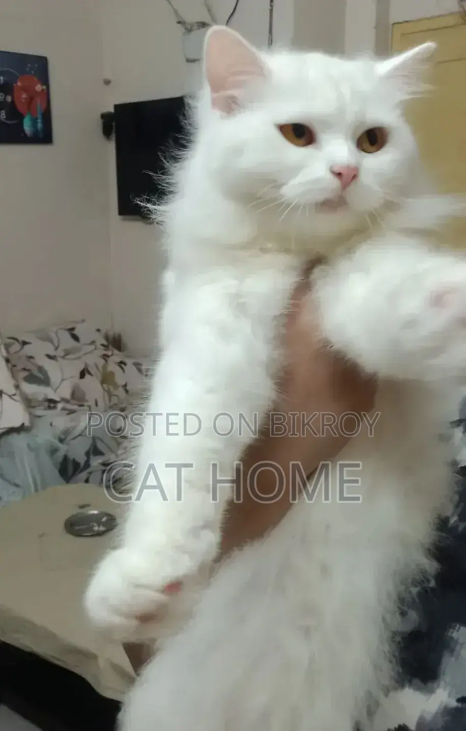 6-12 Months Female Mixed Breed Persian