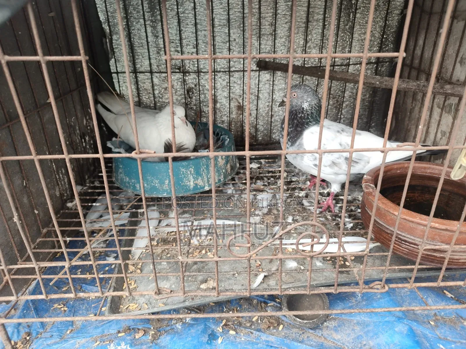 রানিং জোড়া কবুতর