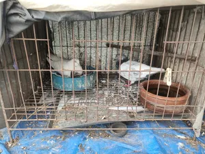 রানিং জোড়া কবুতর