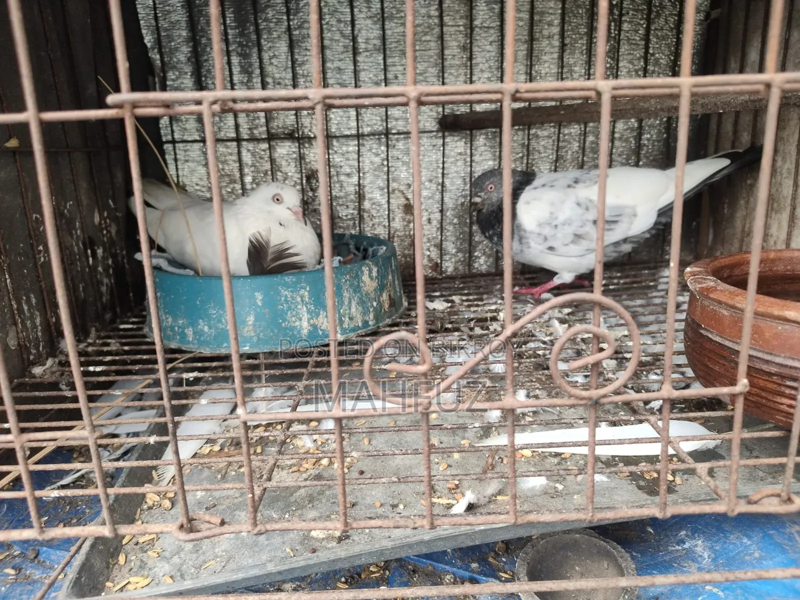রানিং জোড়া কবুতর