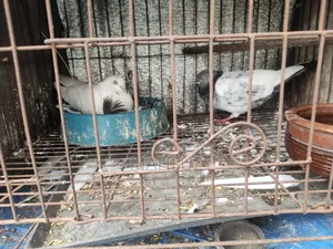 রানিং জোড়া কবুতর