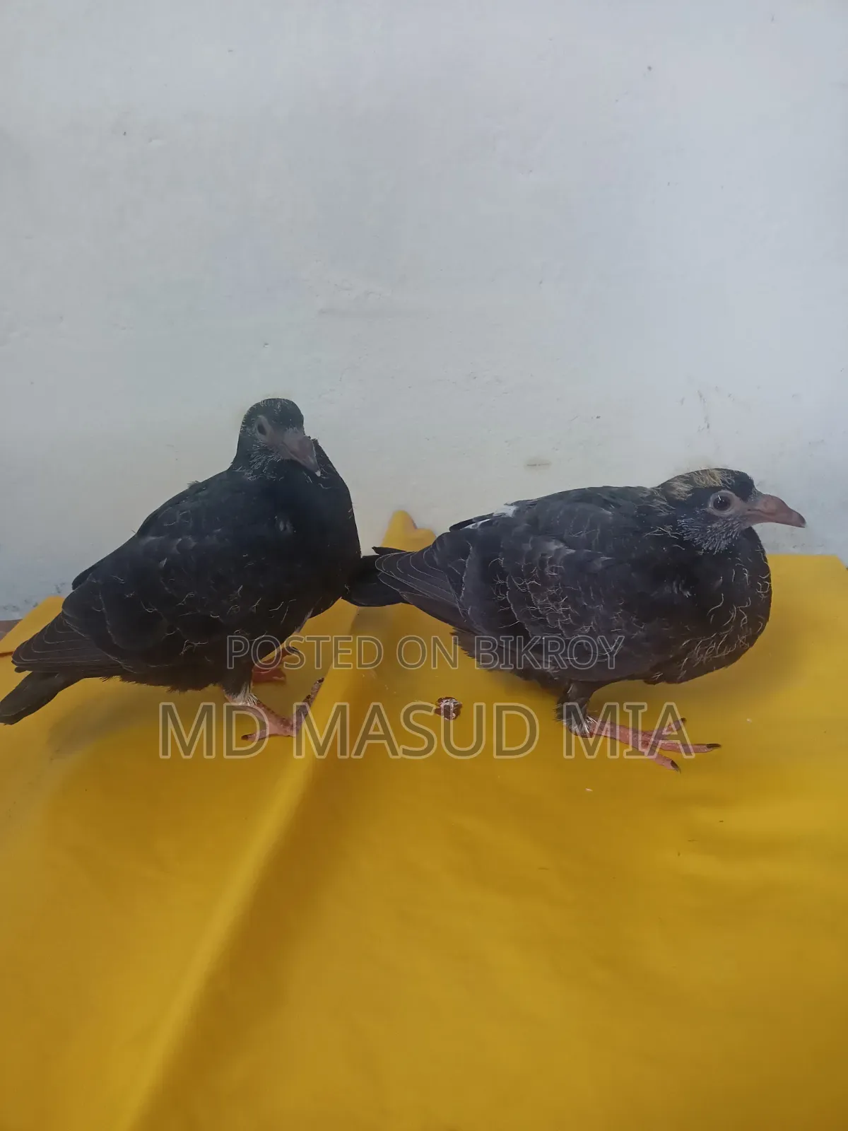 ব্ল্যাক রেসার বেবি