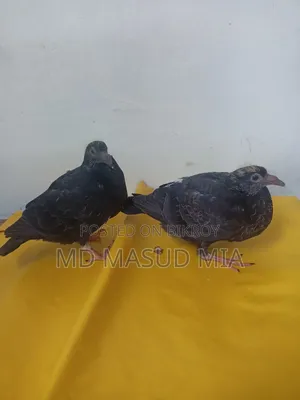 ব্ল্যাক রেসার বেবি