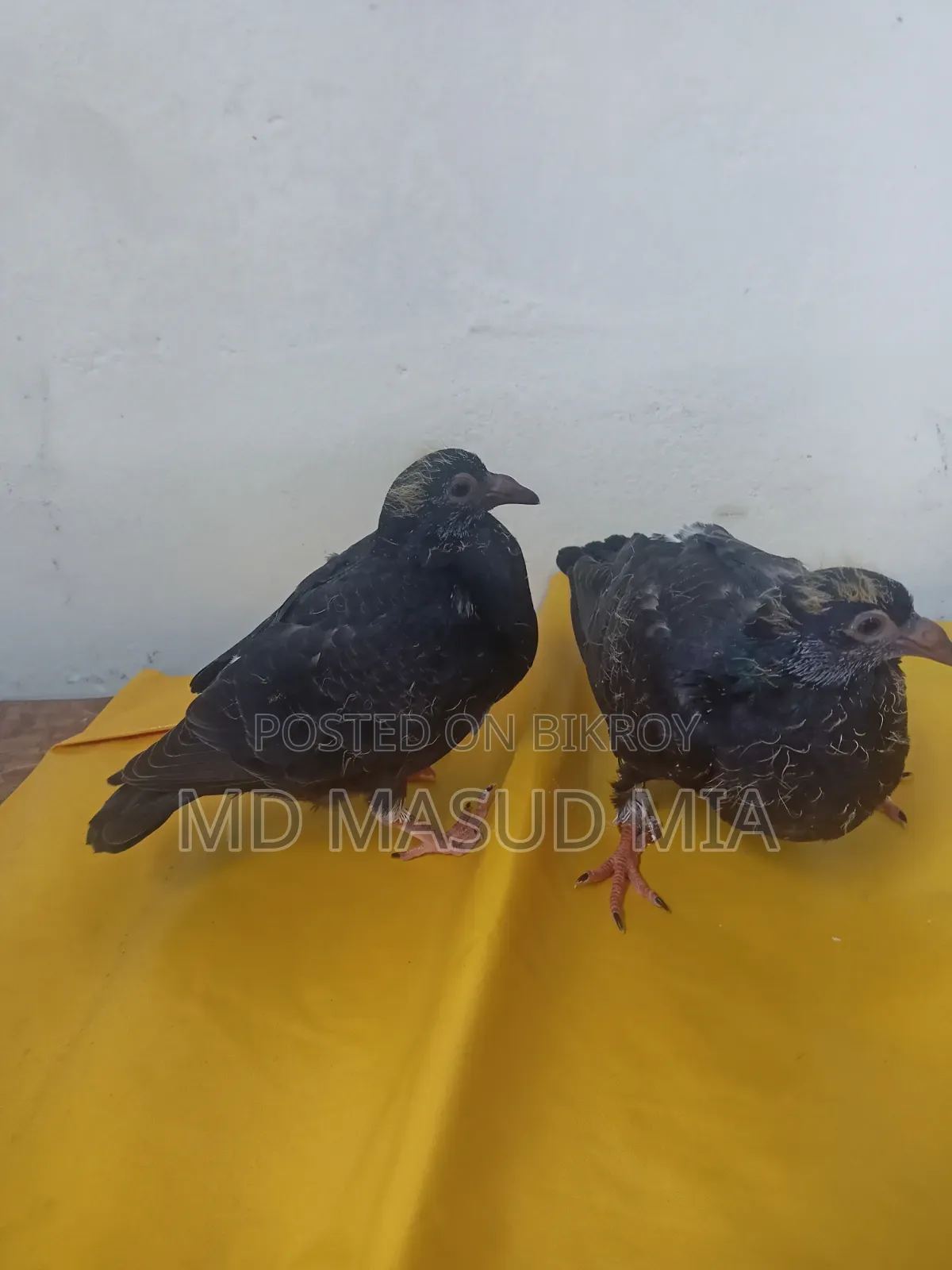 ব্ল্যাক রেসার বেবি