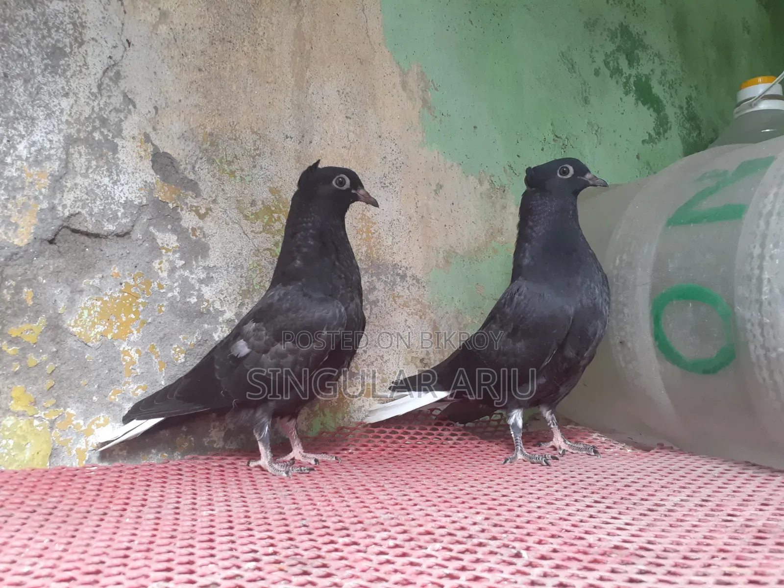 মুসালদম বাচ্চা