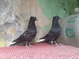 মুসালদম বাচ্চা