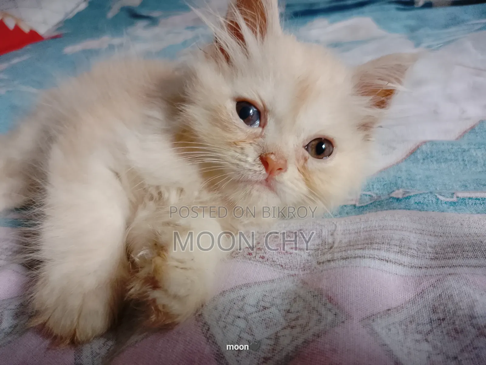 1-3 Months Male Purebred Persian