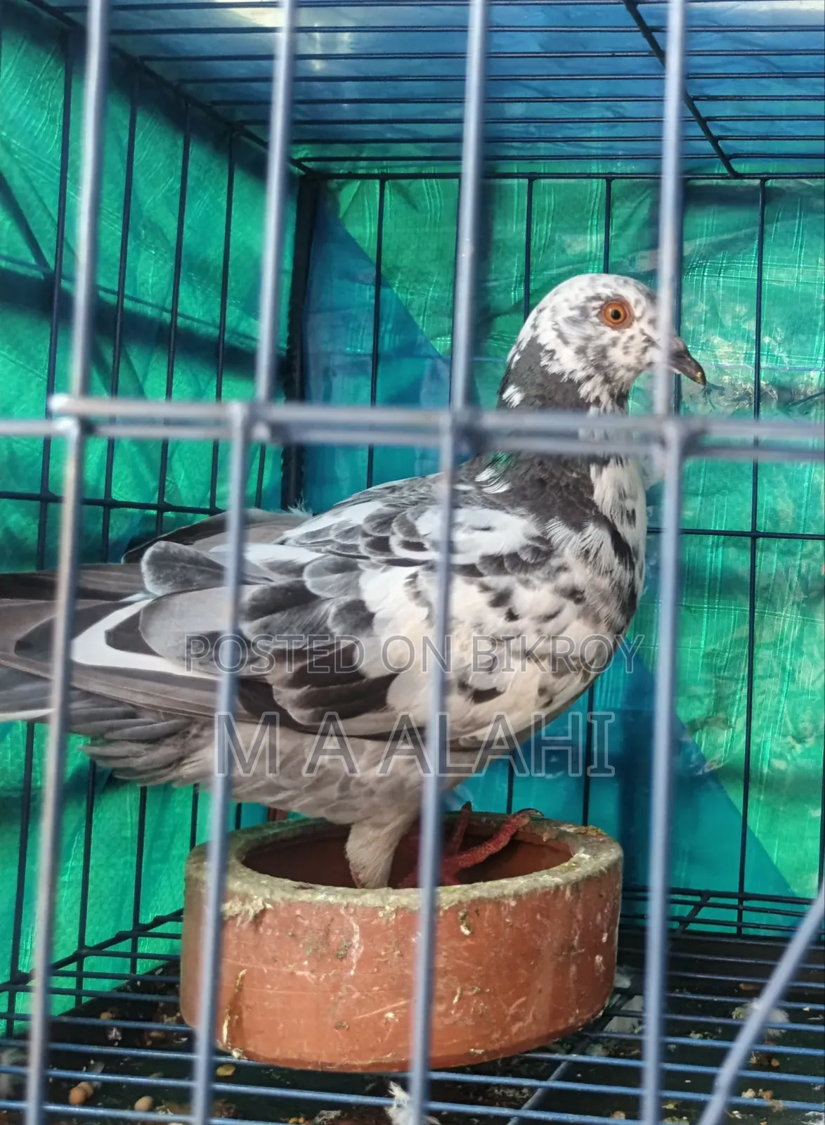 টাইগার গিরিবাজ নর কবুতর বিক্রি