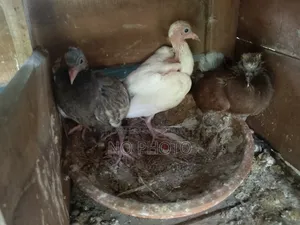 বাচ্চা ও রানিং