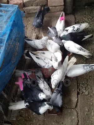 বাচ্চা ও রানিং
