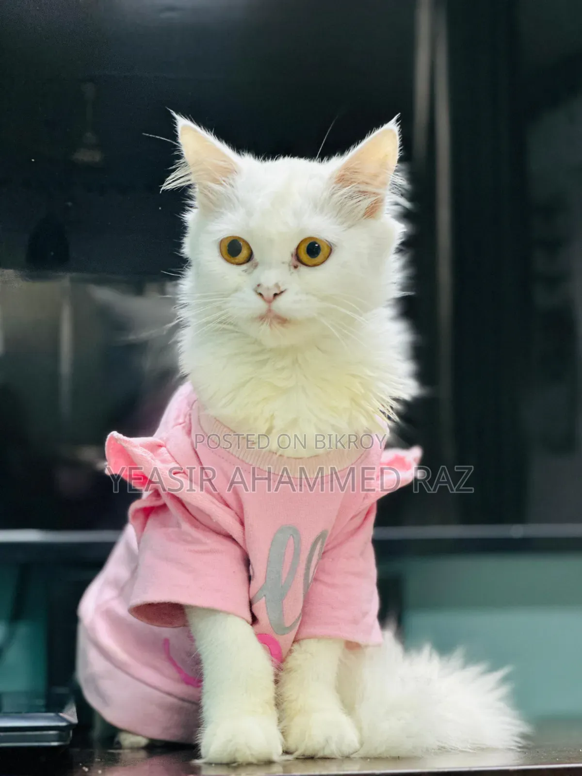 6-12 Months Female Purebred Persian