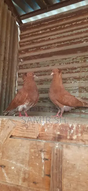 Ranning Big Siz Bangla Jora