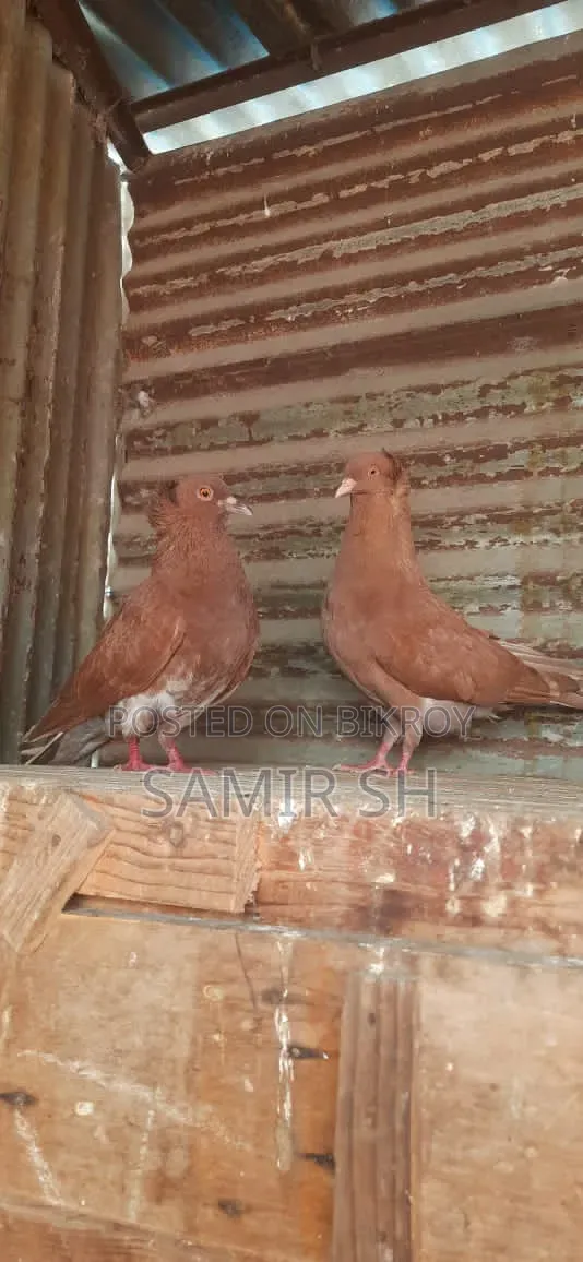 Ranning Big Siz Bangla Jora