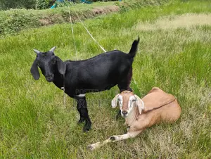 2 Goats for sale.