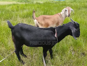 2 Goats for sale.