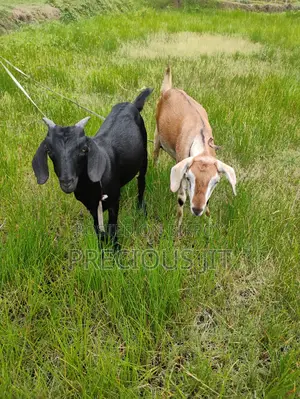 2 Goats for sale.