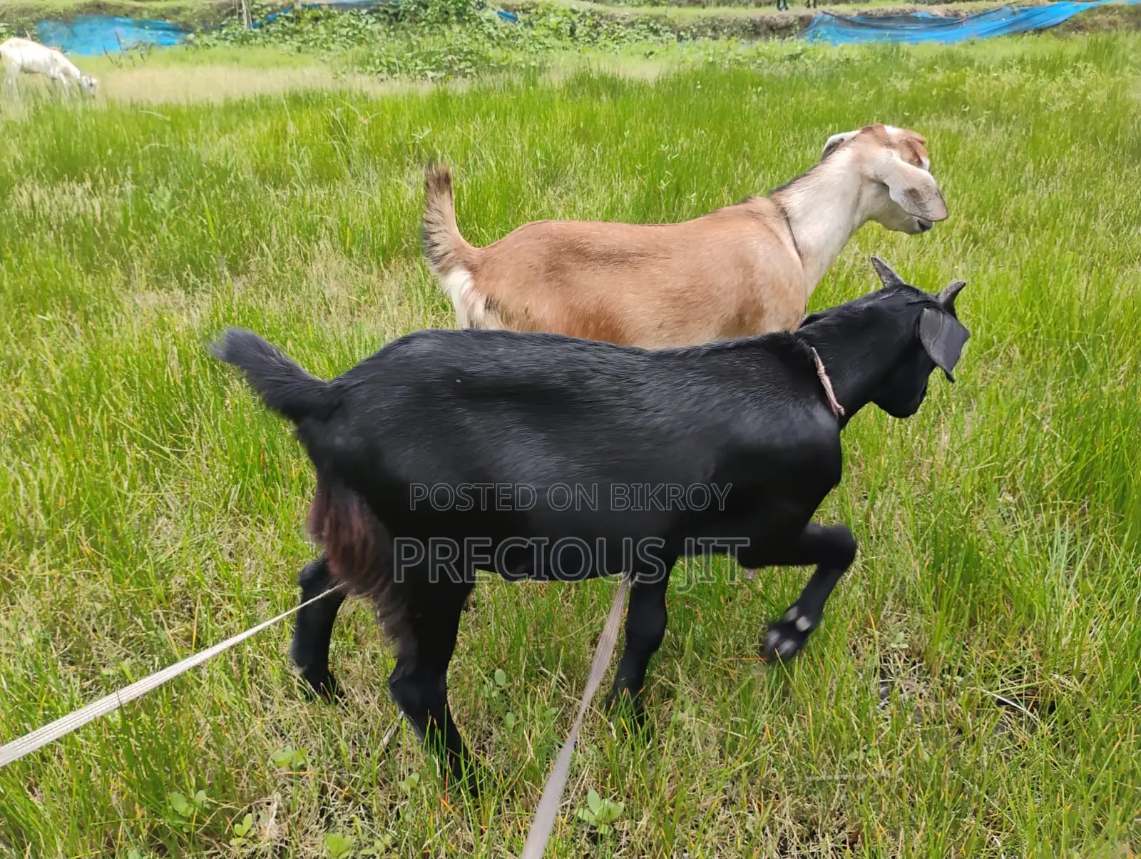 2 Goats for sale.