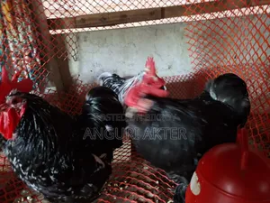 Cochin Rooster