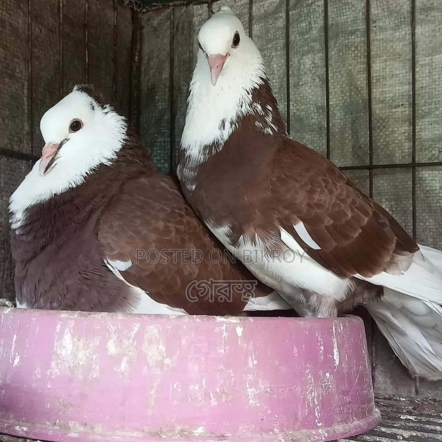 রাজগোল্লা কবুতর জোড়াটা হাতবদল করা হবে।#কবুতর#কবুতরখামার#কবুতরহাট#Loft