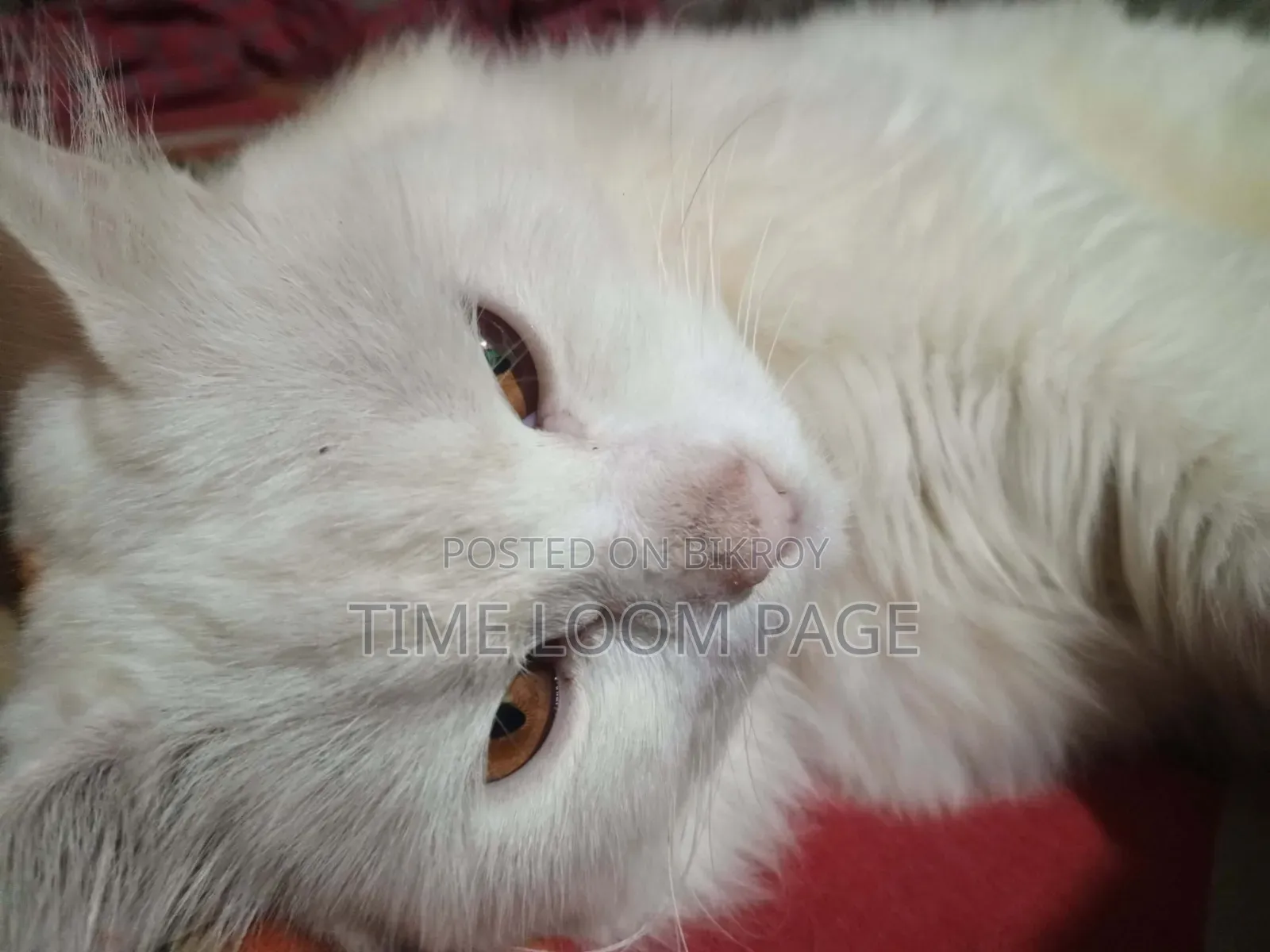 1+ Year Female Purebred Persian