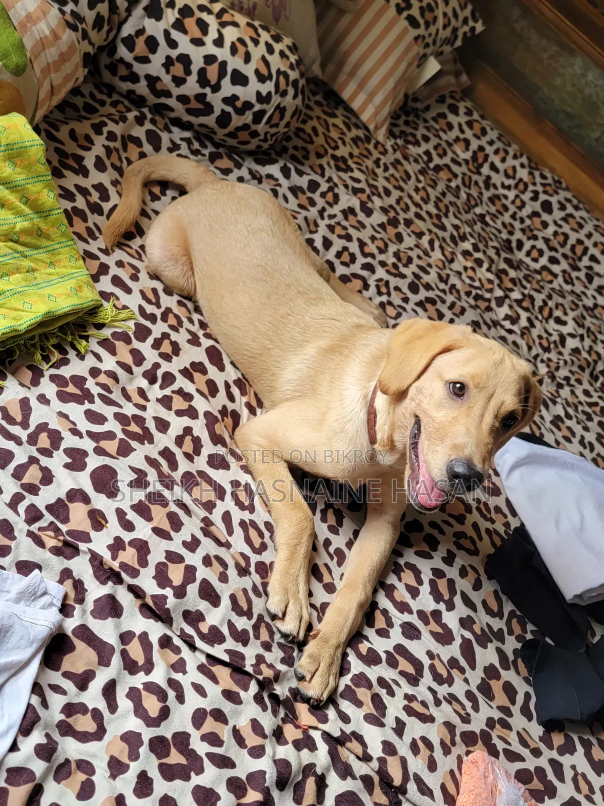 3-6 Months Male Purebred Labrador Retriever