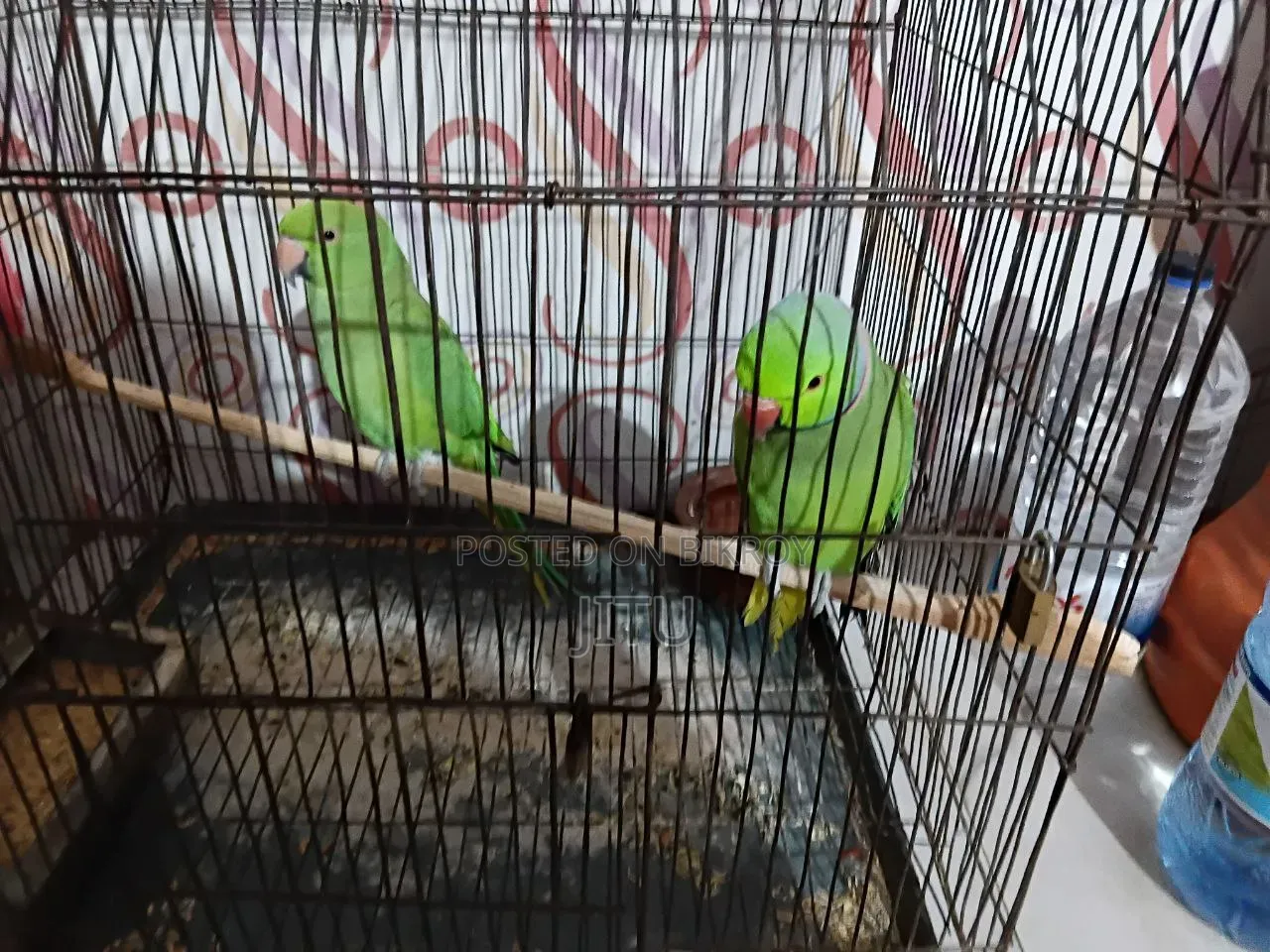 Indian Ringneck Parrot