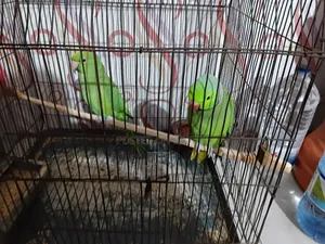 Indian Ringneck Parrot