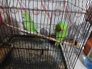Indian Ringneck Parrot