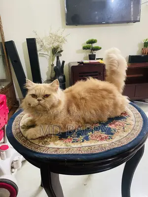 1+ Year Female Purebred Persian